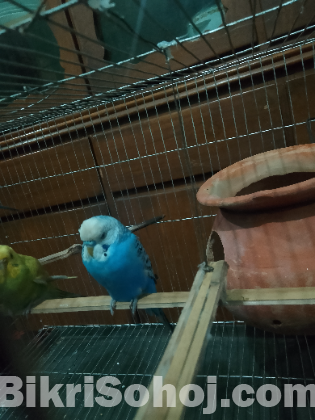 রানিং বাজিগার খাঁচা সহ